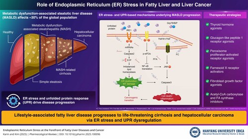 Endoplasmic reticulum stress and unfolded protein response dysregulation propel lifestyle-associated fatty liver disease (metabolic dysfunction-associated steatotic liver disease, affecting 30% globally) from simple steatosis to metabolic dysfunction-associated steatohepatitis, cirrhosis, and hepatocellular carcinoma, via mechanisms like IRE1-driven lipotoxicity, cell death, and inflammation.